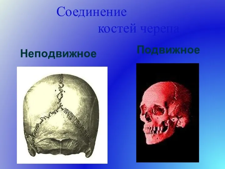 Соединение костей черепа Неподвижное Подвижное