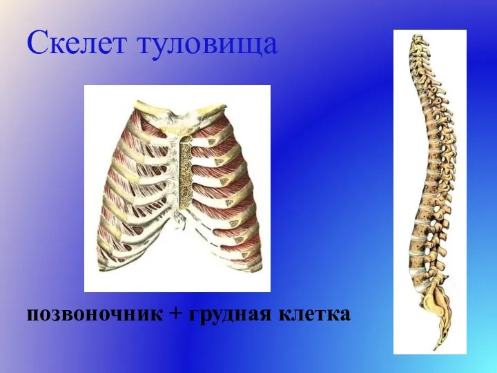 Скелет туловища позвоночник + грудная клетка