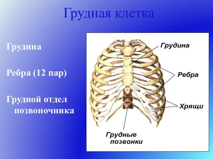 Грудная клетка Грудина Ребра (12 пар) Грудной отдел позвоночника