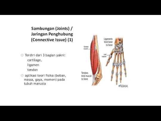 Sambungan (Joints) / Jaringan Penghubung (Connective Issue) (1) ◎ Terdiri dari 3