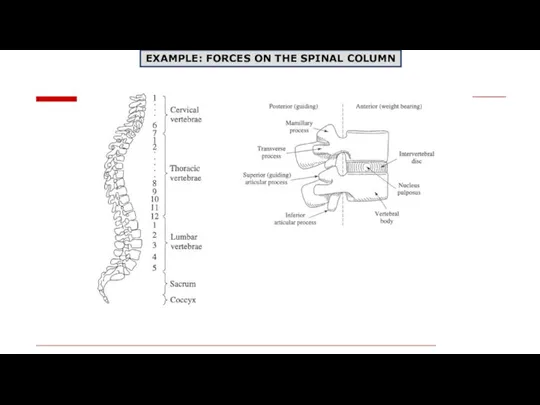 EXAMPLE: FORCES ON THE SPINAL COLUMN