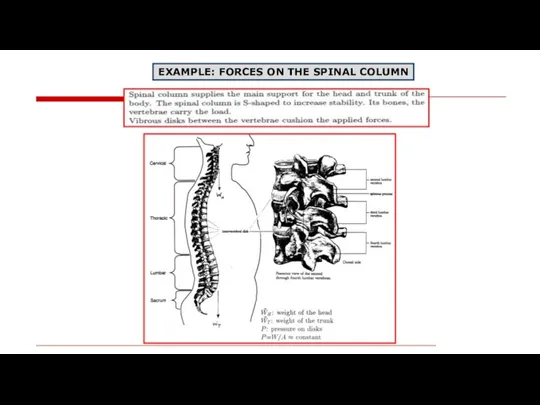 EXAMPLE: FORCES ON THE SPINAL COLUMN