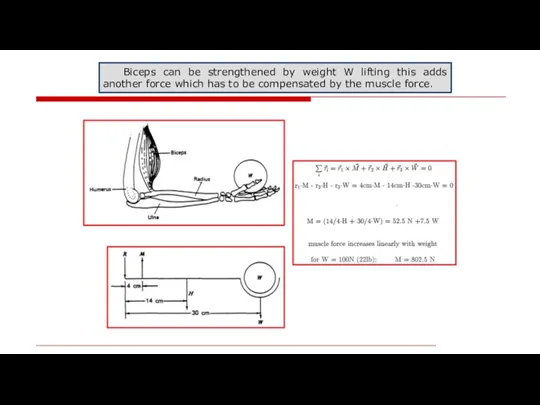 Biceps can be strengthened by weight W lifting this adds another force