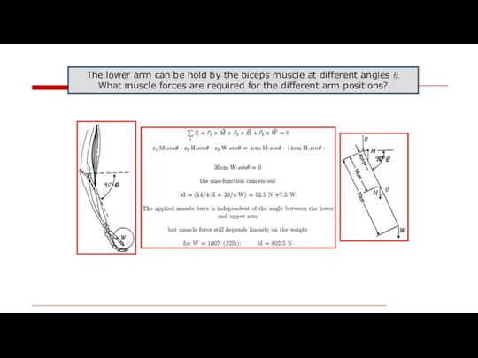 The lower arm can be hold by the biceps muscle at different