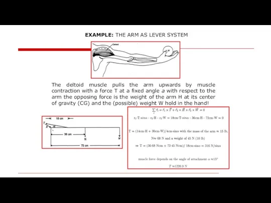 EXAMPLE: THE ARM AS LEVER SYSTEM The deltoid muscle pulls the arm