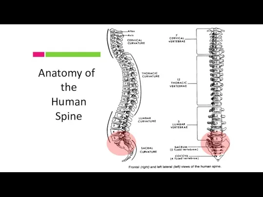 Anatomy of the Human Spine