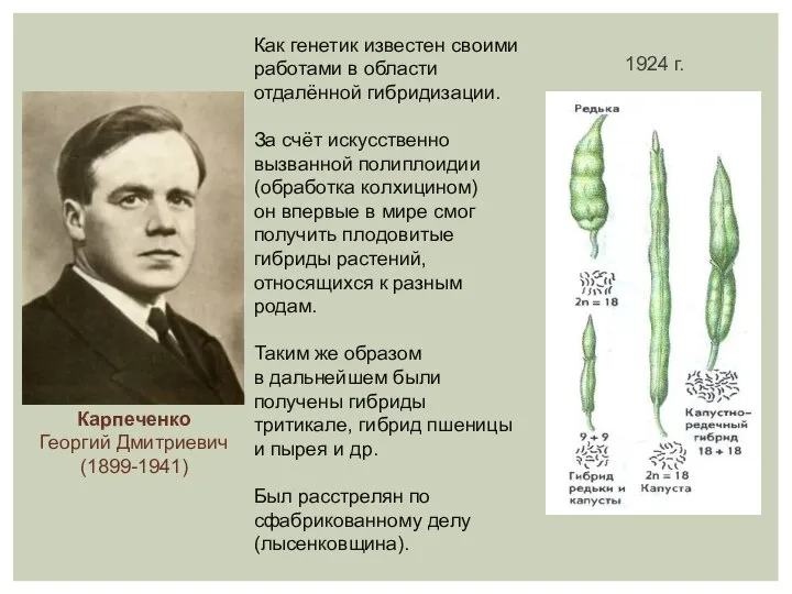 Карпеченко Георгий Дмитриевич (1899-1941) 1924 г. Как генетик известен своими работами в