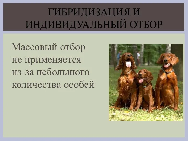 Массовый отбор не применяется из-за небольшого количества особей ГИБРИДИЗАЦИЯ И ИНДИВИДУАЛЬНЫЙ ОТБОР