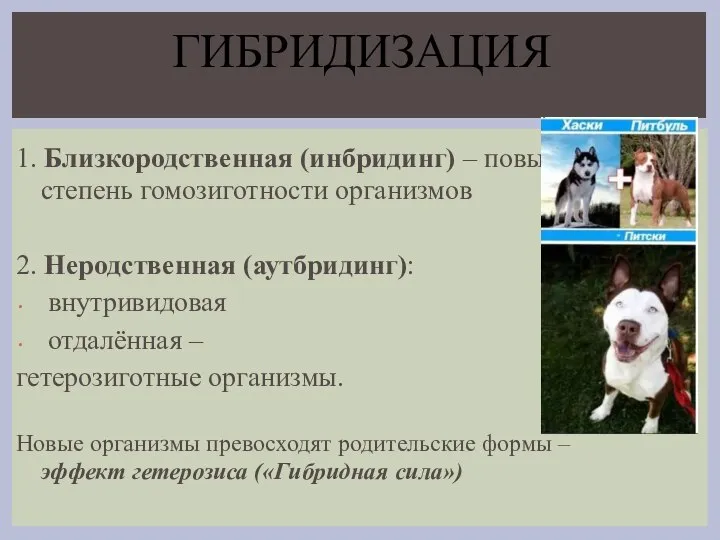 1. Близкородственная (инбридинг) – повышается степень гомозиготности организмов 2. Неродственная (аутбридинг): внутривидовая