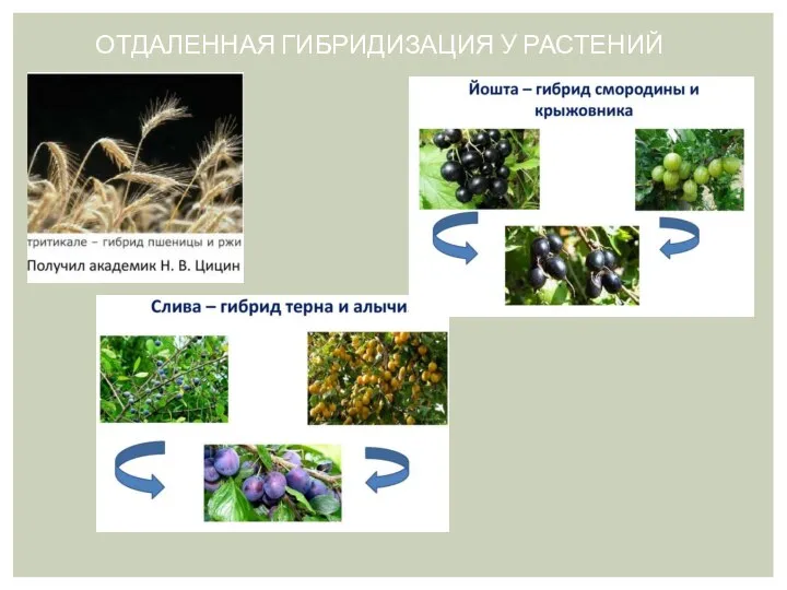 ОТДАЛЕННАЯ ГИБРИДИЗАЦИЯ У РАСТЕНИЙ