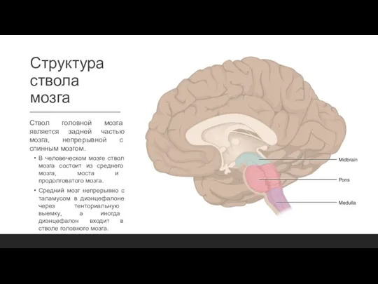 Структура ствола мозга Ствол головной мозга является задней частью мозга, непрерывной с