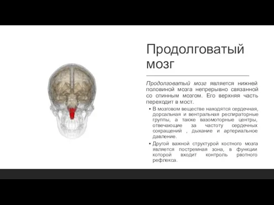 Продолговатый мозг Продолговатый мозг является нижней половиной мозга непрерывно связанной со спинным