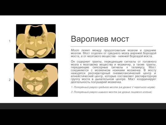 Варолиев мост Мост лежит между продолговатым мозгом и средним мозгом. Мост отделен