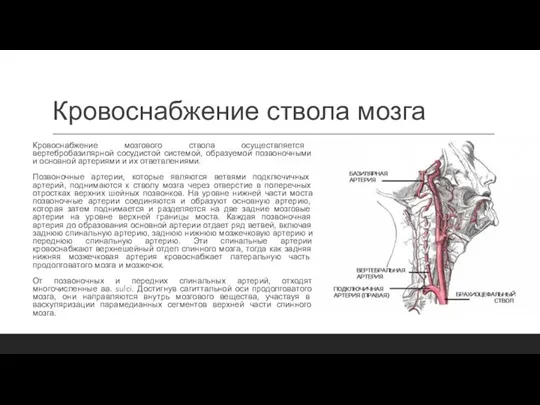 Кровоснабжение ствола мозга Кровоснабжение мозгового ствола осуществляется вертебробазилярной сосудистой системой, образуемой позвоночными