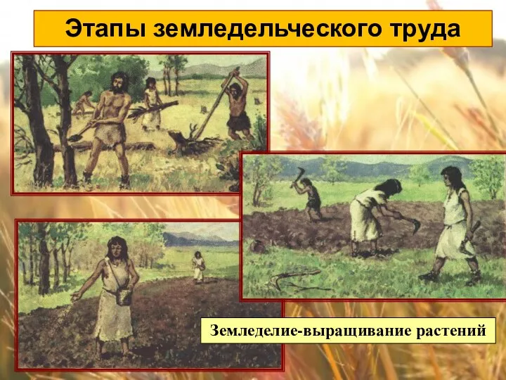 Этапы земледельческого труда Земледелие-выращивание растений