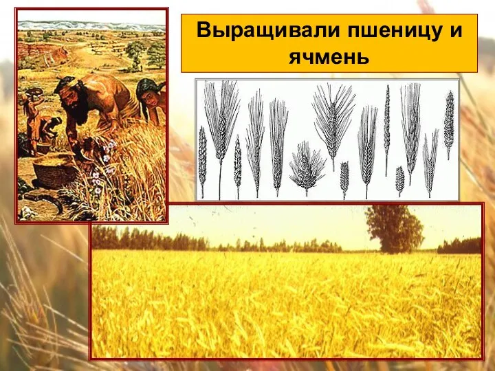 Выращивали пшеницу и ячмень