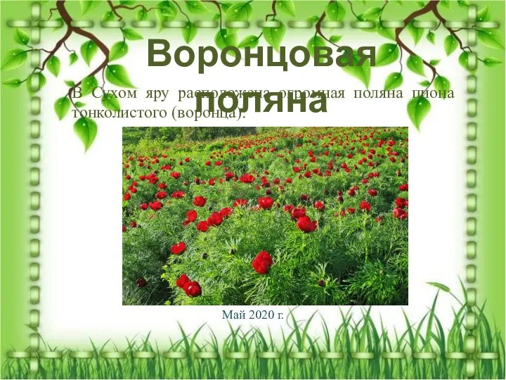 Воронцовая поляна В Сухом яру расположена огромная поляна пиона тонколистого (воронца). Май 2020 г.