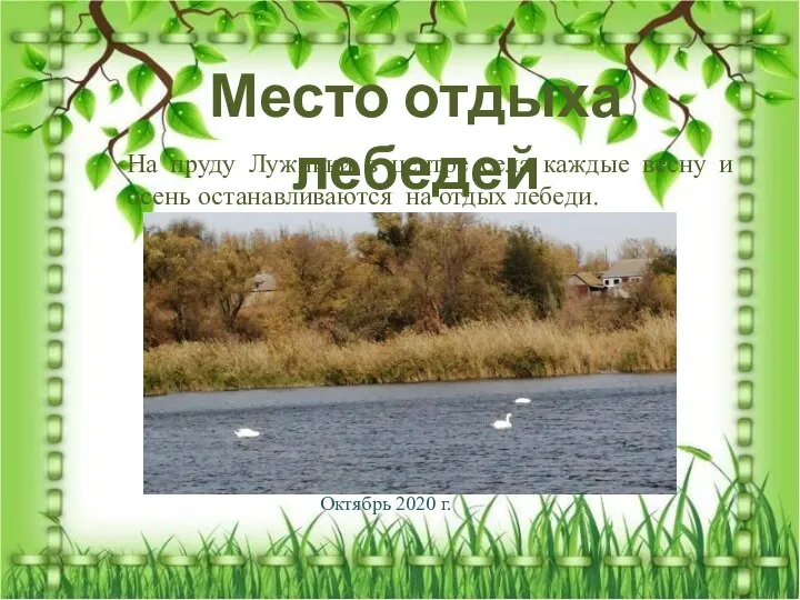 Место отдыха лебедей На пруду Лужники в центре села каждые весну и