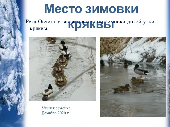 Место зимовки кряквы Река Овчинная является местом зимовки дикой утки – кряквы.