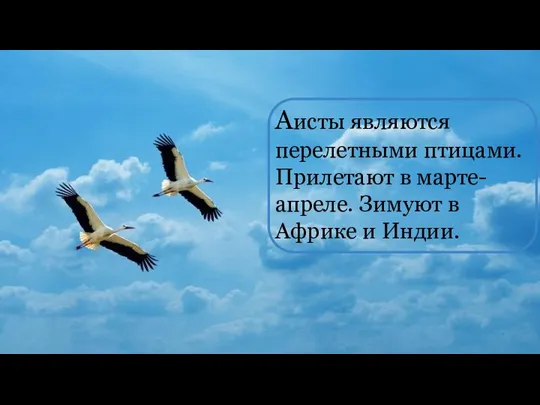 Аисты являются перелетными птицами. Прилетают в марте-апреле. Зимуют в Африке и Индии.