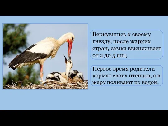 Вернувшись к своему гнезду, после жарких стран, самка высиживает от 2 до