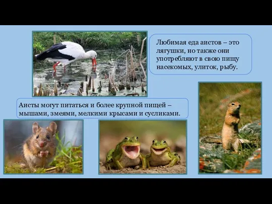 Любимая еда аистов – это лягушки, но также они употребляют в свою