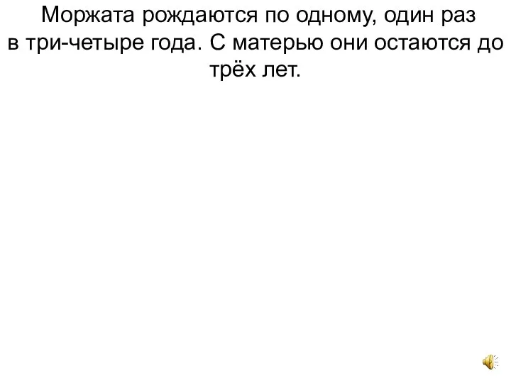 Моржата рождаются по одному, один раз в три-четыре года. С матерью они остаются до трёх лет.