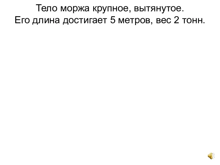 Тело моржа крупное, вытянутое. Его длина достигает 5 метров, вес 2 тонн.