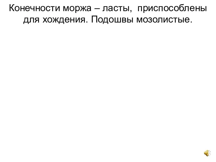 Конечности моржа – ласты, приспособлены для хождения. Подошвы мозолистые.