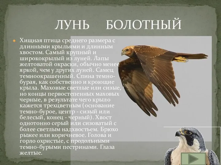 Хищная птица среднего размера с длинными крыльями и длинным хвостом. Самый крупный