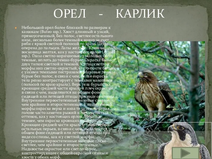 Небольшой орел более близкий по размерам к канюкам (Buteo ssp.). Хвост длинный