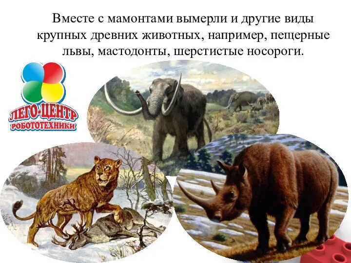 Вместе с мамонтами вымерли и другие виды крупных древних животных, например, пещерные львы, мастодонты, шерстистые носороги.