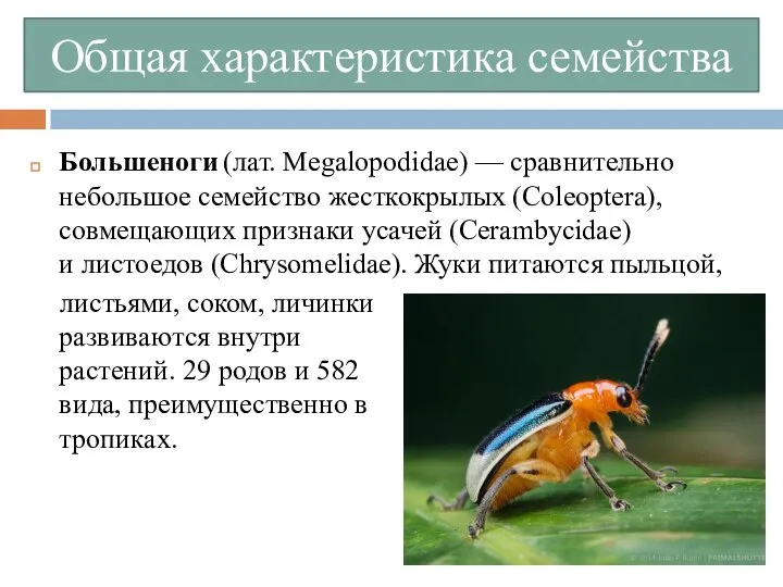 Общая характеристика семейства Большеноги (лат. Megalopodidae) — сравнительно небольшое семейство жесткокрылых (Coleoptera),