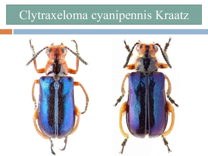 Clytraxeloma cyanipennis Kraatz