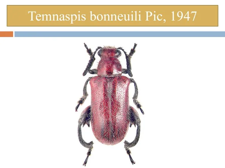Temnaspis bonneuili Pic, 1947