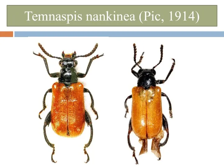 Temnaspis nankinea (Pic, 1914)
