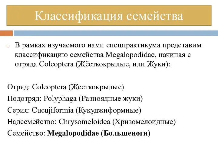 В рамках изучаемого нами спецпрактикума представим классификацию семейства Megalopodidae, начиная с отряда