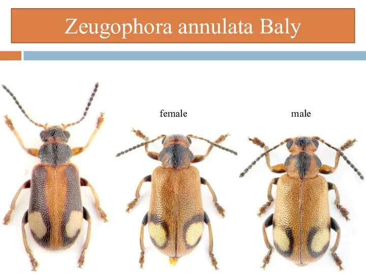 F female male Zeugophora annulata Baly