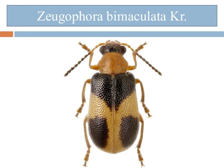 Zeugophora bimaculata Kr.