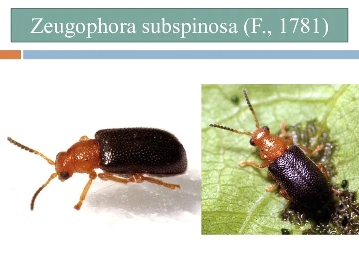 Zeugophora subspinosa (F., 1781)