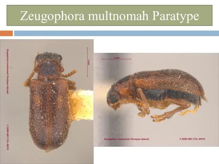 Zeugophora multnomah Paratype