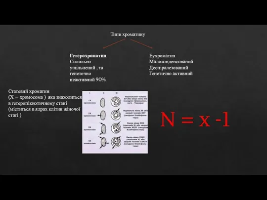 Типи хроматину Гетерохроматин Силильно ущільнений , та генеточно неактивний 90% Еухроматин Малоконденсований