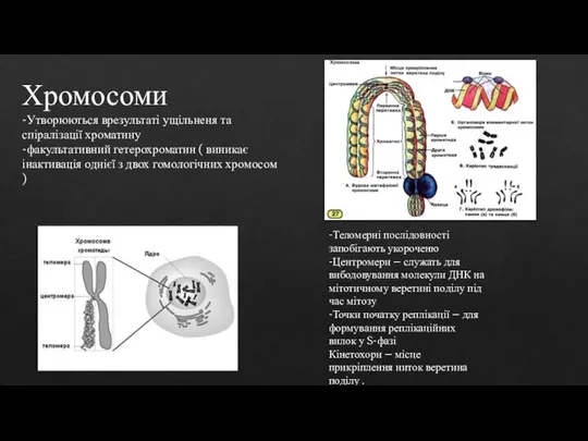 Хромосоми -Утворюються врезультаті ущільненя та спіралізації хроматину -факультативний гетерохроматин ( виникає інактивація