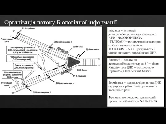 Організація потоку Біологічної інформації Ініціація – активація дезоксиробонуклеотидів взаємодія з АТФ –