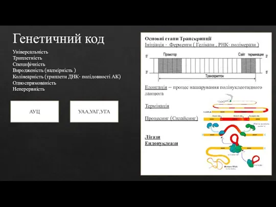 Генетичний код Універсальність Триплетність Специфічність Виродженість (надмірність ) Колінеарність (триплети ДНК- полідовності