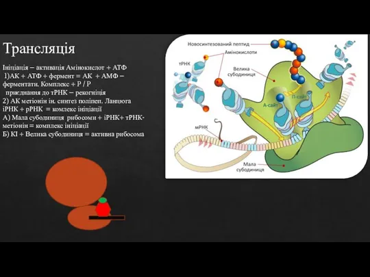 Трансляція Ініціація – активація Амінокислот + АТФ 1)АК + АТФ + фермент