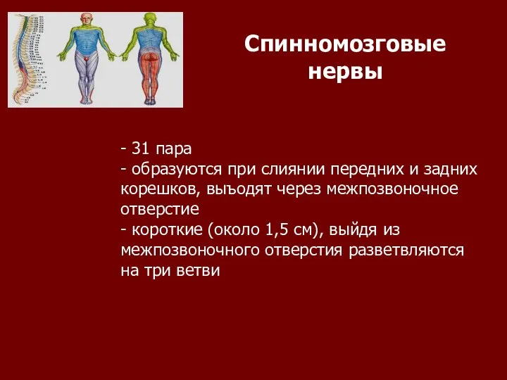 Спинномозговые нервы - 31 пара - образуются при слиянии передних и задних