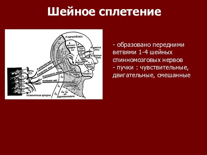 Шейное сплетение - образовано передними ветвями 1-4 шейных спинномозговых нервов - пучки : чувствительные, двигательные, смешанные