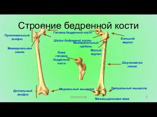 Строение бедренной кости Головка бедренной кости Шейка бедренной кости Проксимальный эпифиз Дистальный