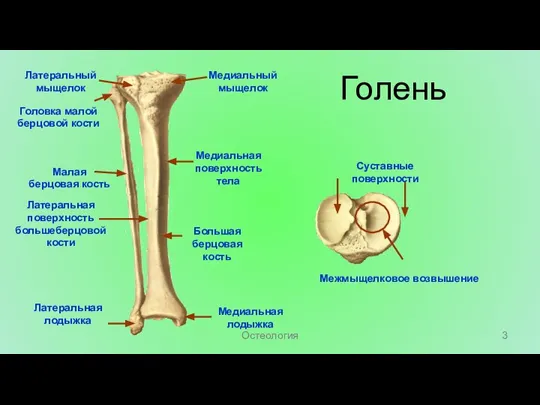 Голень Межмыщелковое возвышение Суставные поверхности Медиальная лодыжка Большая берцовая кость Медиальная поверхность